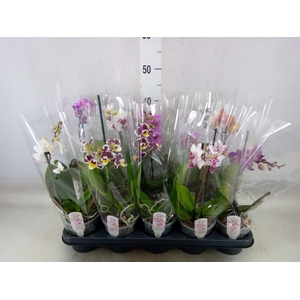 Phalaenopsis multi.   ...mix  3