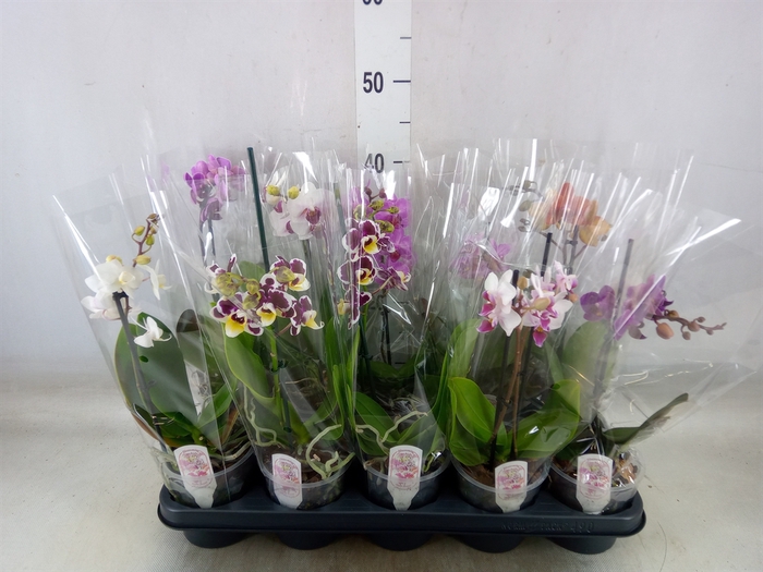 <h4>Phalaenopsis multi.   ...mix  3</h4>