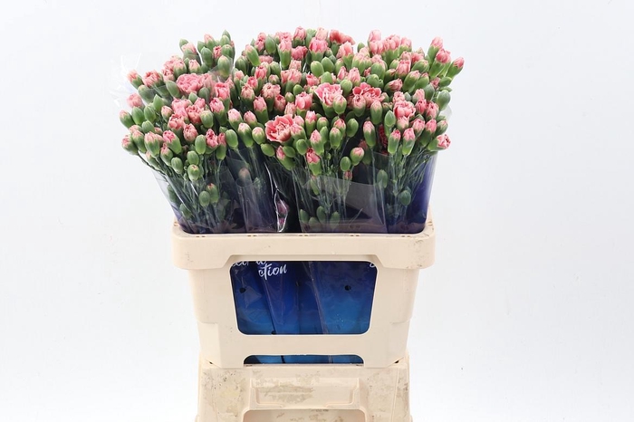 <h4>Di Tr Hipster hi</h4>