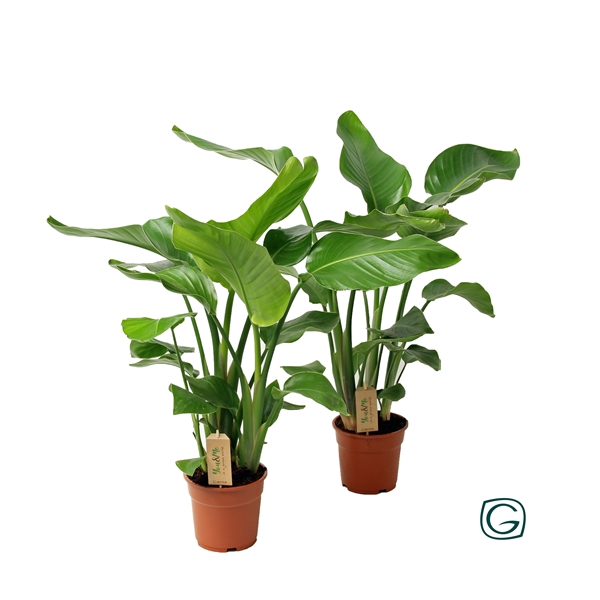 <h4>Strelitzia nicolai p17 3st</h4>