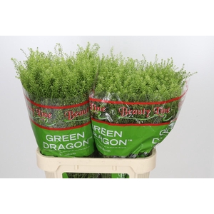 Lepidium Green Dragon