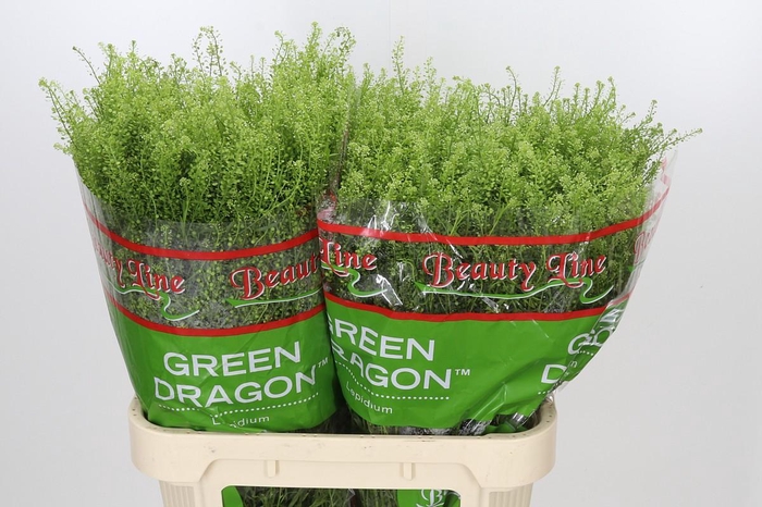 <h4>Lepidium Green Dragon</h4>