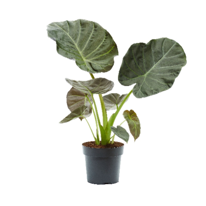 Alocasia