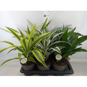 Dracaena frag.   ...mix 3