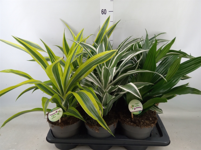 <h4>Dracaena frag.   ...mix 3</h4>