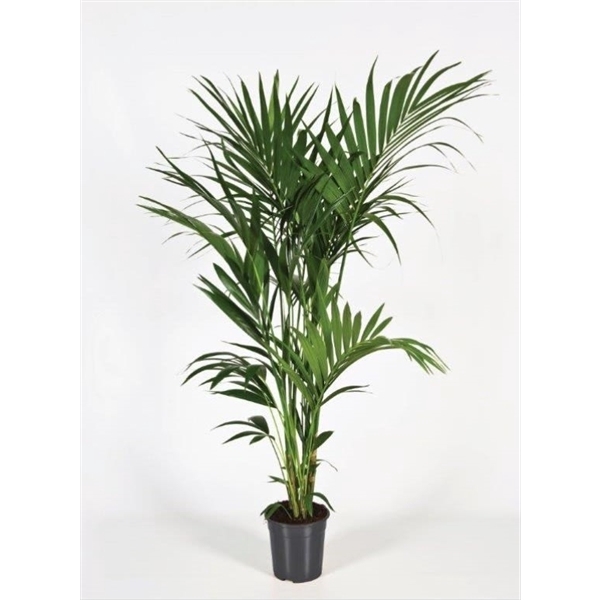 <h4>Howea forsteriana 180cm (Kentia)</h4>