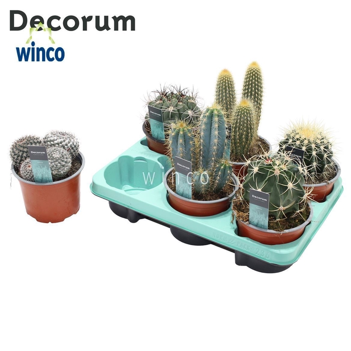 Cactus Mix (6spc.) (decorum)