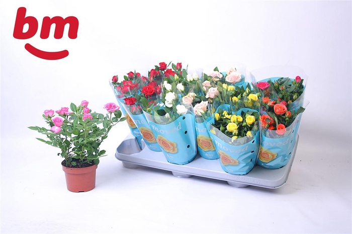 <h4>Rosa Beau Monde gemengd 7 soorten</h4>