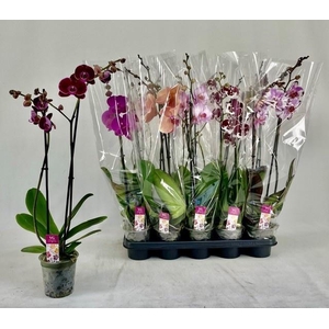 PHAL GEM