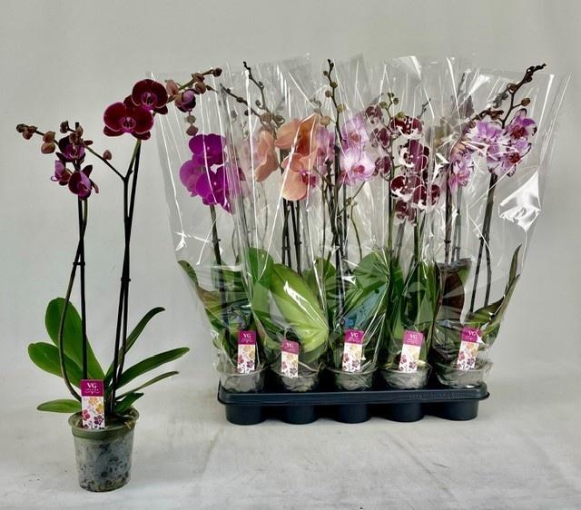 <h4>PHAL GEM</h4>