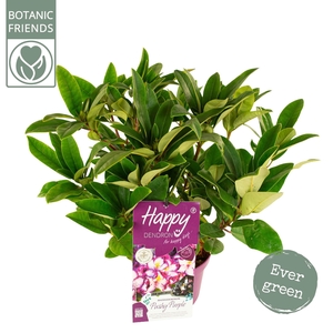 Rhododendron hybr. 'Happydendron'® 'Pushy Purple'