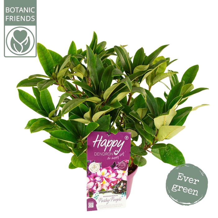 <h4>Rhododendron hybr. 'Happydendron'® 'Pushy Purple'</h4>