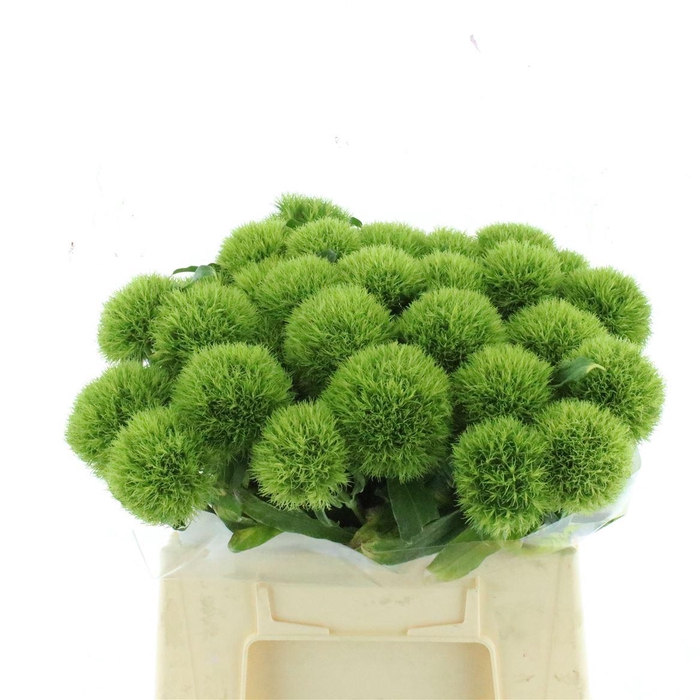 <h4>Di Barb Kiwi Mellow Extra</h4>