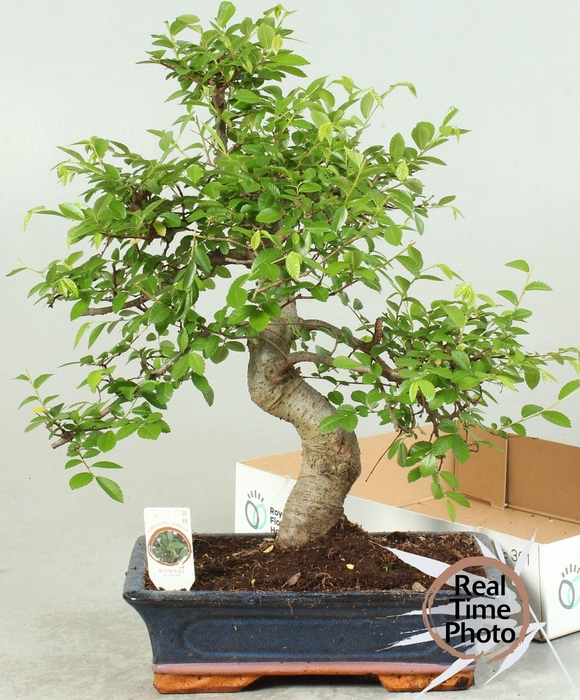 <h4>BONSAI GEM</h4>