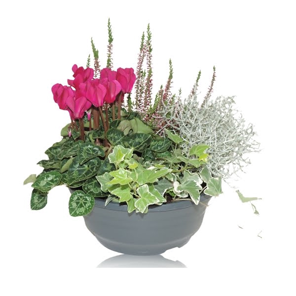 Arrangement in Schaal 23 cm