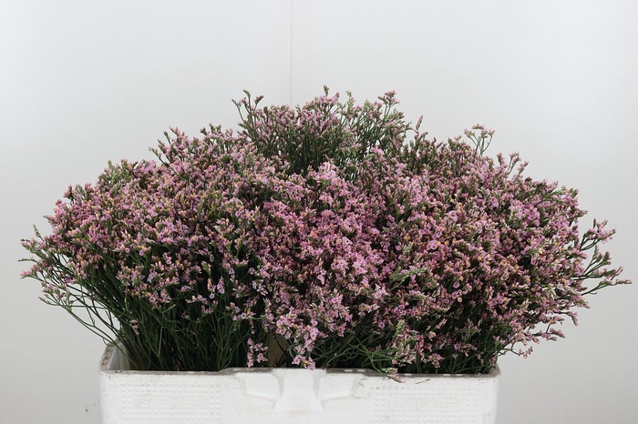 <h4>Lim Sin Blush Dia</h4>