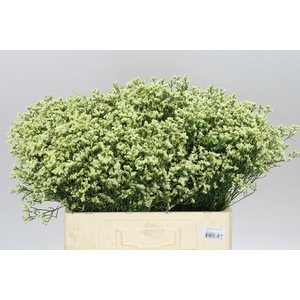 Lim. Sin China Yellow