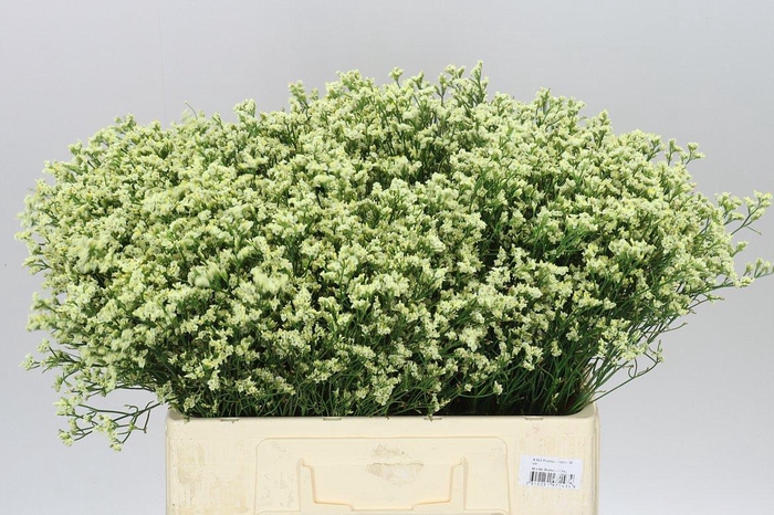 <h4>Lim. Sin China Yellow</h4>