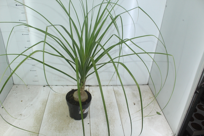 <h4>BEAUCARNEA P17</h4>