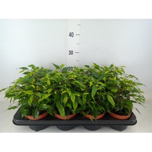 Ficus benja. 'Green Kinky'