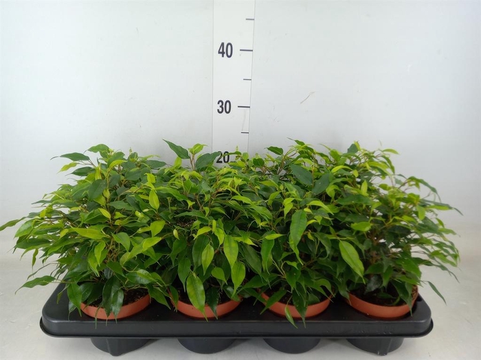 <h4>Ficus benja. 'Green Kinky'</h4>