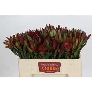 Leucadendron Saf Sunset Dark Red