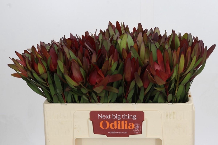 <h4>Leucadendron Saf Sunset Dark Red</h4>