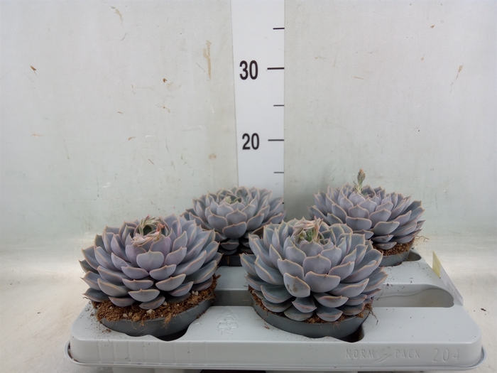 <h4>Echeveria  'Orion'</h4>