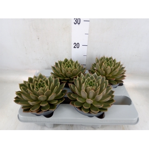 Echeveria   ...not flowering