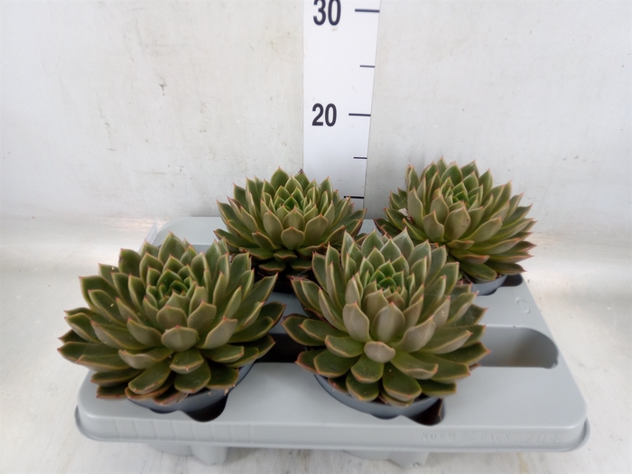 <h4>Echeveria   ...not flowering</h4>
