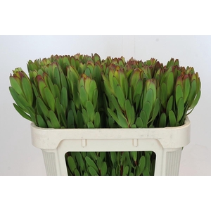 Leucadendron Goldstrike
