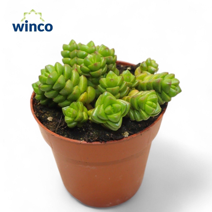 <h4>Crassula Columella</h4>