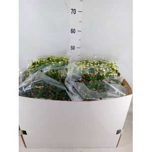 Chrysanthemum   ..GR mix