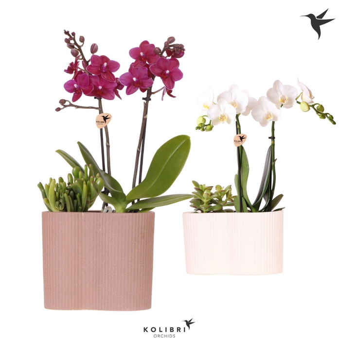 <h4>Kolibri Orchids Phalaenopsis Mix 2 spike and Succulent in Gili twin</h4>