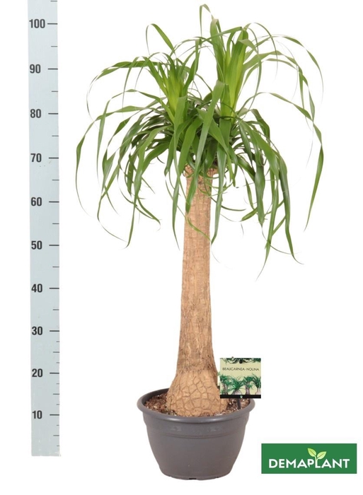 <h4>BEAUCARNEA RECUR</h4>