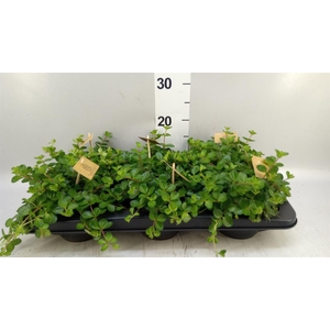 Peperomia rotundifolia
