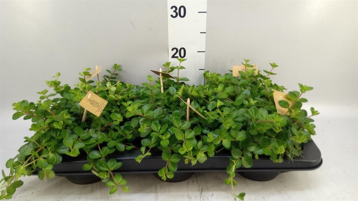 <h4>Peperomia rotundifolia</h4>