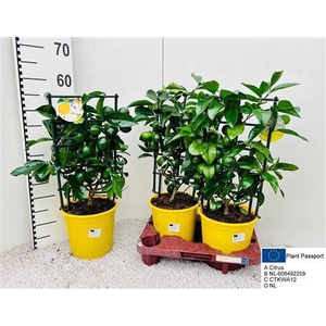 Citr Meyeri Meyer 6+ Fruits