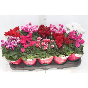CYCLAMEN MINI P11