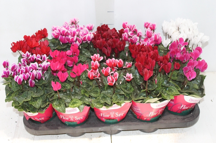 <h4>CYCLAMEN MINI P11</h4>