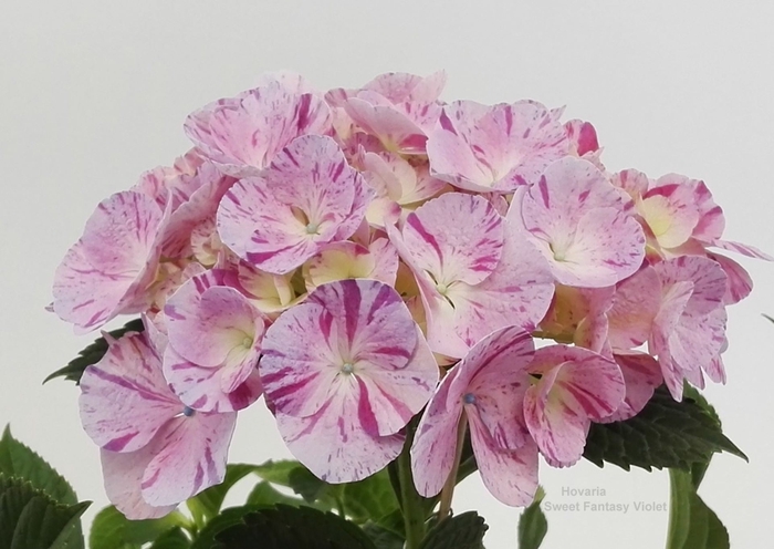 <h4>Hydrangea Hovaria</h4>