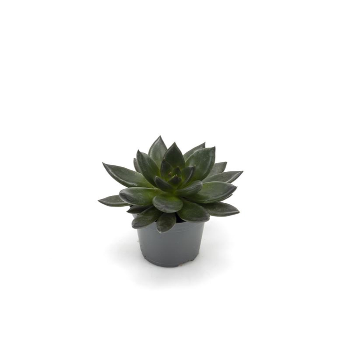 <h4>ECHEVERIA-HYBRID P6 NEW BLACK</h4>