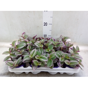 Tradescantia albif. 'Nanouk'