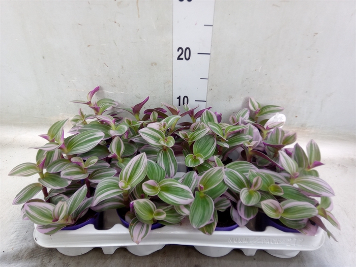 <h4>Tradescantia albif. 'Nanouk'</h4>