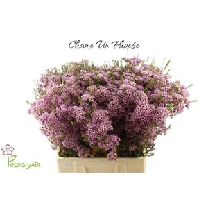 Chame Un Phoebe 75cm