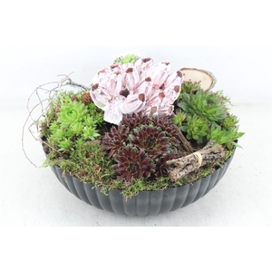 arr4 Semp VL - Kunstst. ribbel schaal L x2