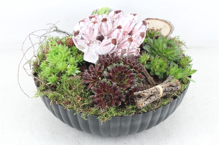 <h4>arr4 Semp VL - Kunstst. ribbel schaal L x2</h4>