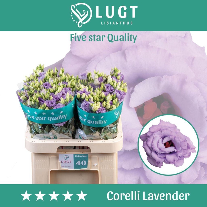 <h4>Lisianthus do corelli lavender</h4>