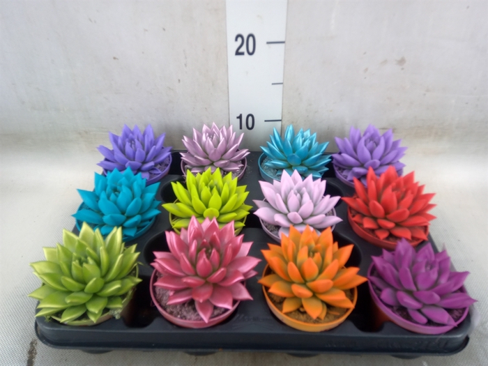 <h4>Echeveria  'Miranda'</h4>