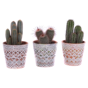 Cactus mix Ø12cm in Ø14cm Ceramic Pot Maya